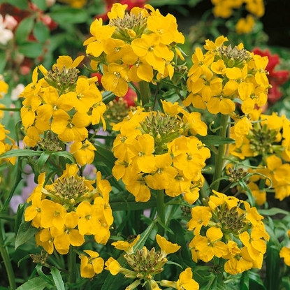Picture of Wallflower Bedder Varieties - Golden